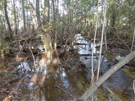 Lee Memorial Forest Washington Parish La Brad Gloriosos Personal