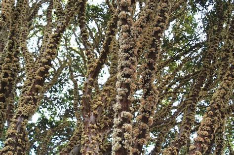 Jabuticaba -- the unique tree with fruit on its trunk