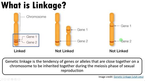 The Relationship Between Linkage Independent Assortment Crossing Over And Homologous