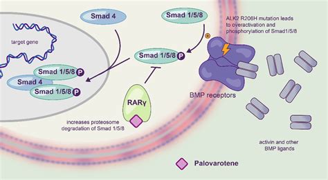 Schematic representation of the mechanism of action of palovarotene. | Download Scientific Diagram