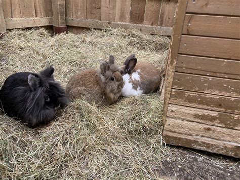 Animals Afternoon Tea And Festive Cheer Christmas At Newham Grange