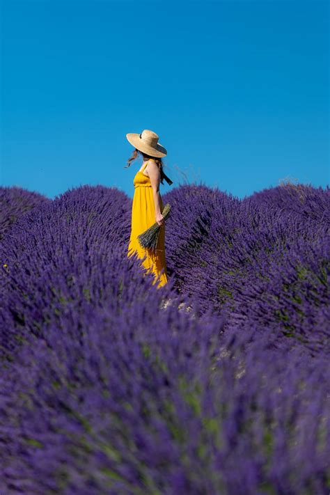 Where to See the Best Lavender Fields in Provence • Seeing Sam