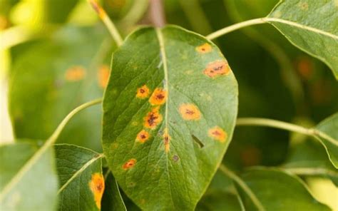 6 Common Types of Leaf Diseases [With Photos & Causes]