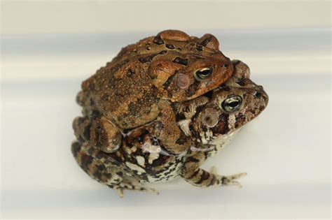 Southern Toad Breeders Benjamins Exotics