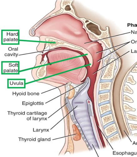 Clin Med Mouth Neck And Cns Exam Flashcards Quizlet