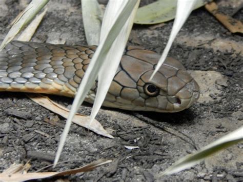 Houston Zoo Snakes Albert Moyer Jr