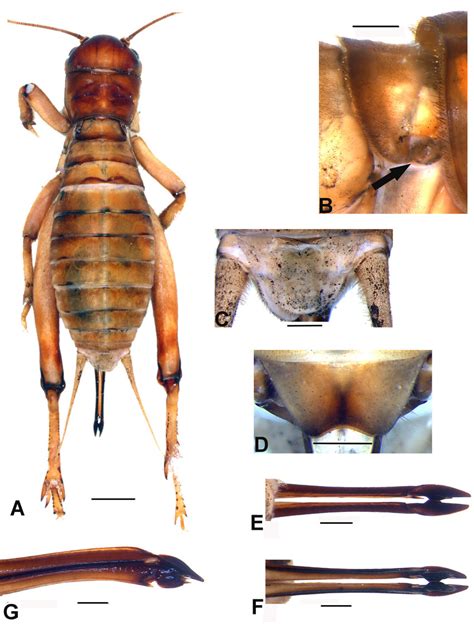 Titanogryllus Oxossi N Gen N Sp General Morphology Of The Allotype Download Scientific