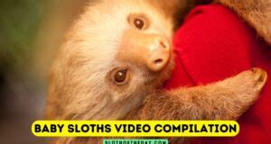 Sloth Of The Day Lets Talk About Sloths Sloth Of The Day