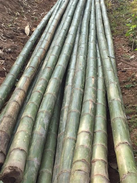 Tam Vong Bamboo Poles Solid Whatsapp 84 845 639 639 Buy Stiffness