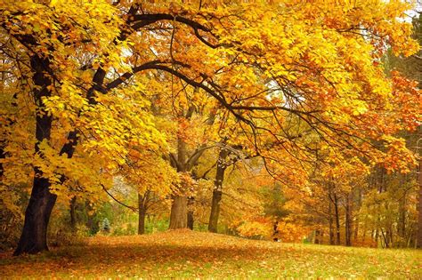 Las 8 Características del Otoño Más Importantes