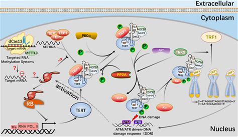 Frontiers Crispr Based M A Modification And Its Potential