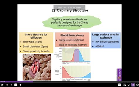 Capillary Exchange Flashcards Quizlet