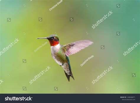 Ruby Throated Humminbird Flght Stock Photo 1408488071 Shutterstock