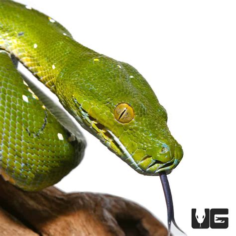 Adult Female Aru Green Tree Python 4 Morelia Viridis For Sale