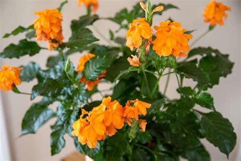 How To Grow And Care For Crossandra Fragrant Flowers Garden Flower