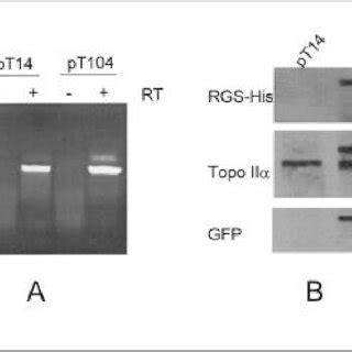 Nuclear localization of EGFP topo II α αfusion protein by fluorescent