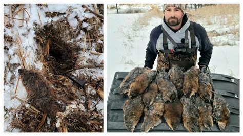 Trapping Muskrats Inside The Huts Giant Minnesota Muskrats Youtube