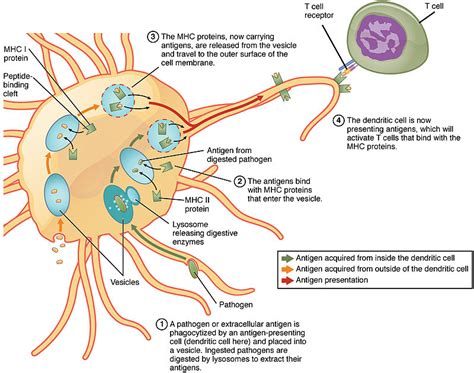 Difference Between Lymphocytes And Phagocytes Definition Characteristics Function