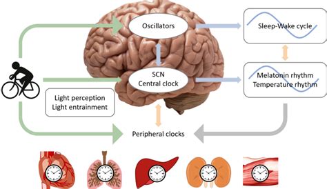 The Entrainment Of Circadian Rhythms By Light And Exercise The Central