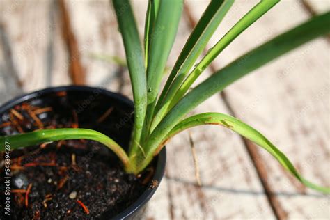 Yucca Jukka Juka Ogrodowa Stock Photo Adobe Stock