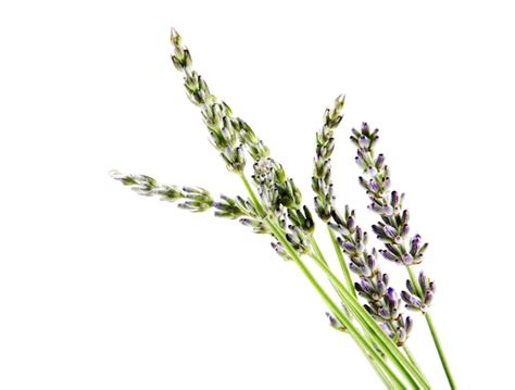 Premium Photo Fresh Lavender Flowers Isolated On White Background