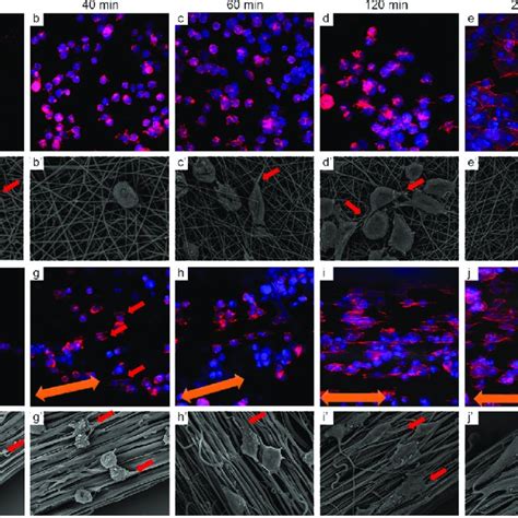 H9c2 Cells On Different Scaffolds During The Cell Adhesion Test The