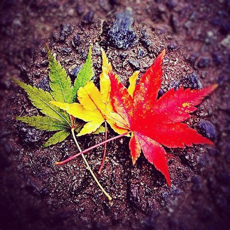 rasta fall leaves rasta rastafari art reggae art