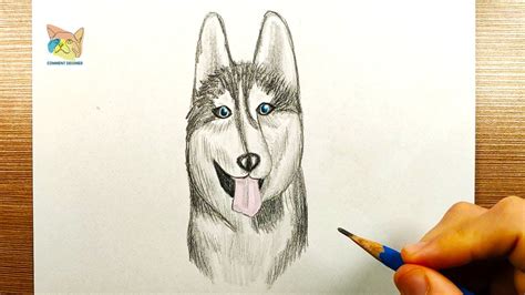 Comment Dessiner Un Chien Husky Tutoriel Youtube The Best Porn Website