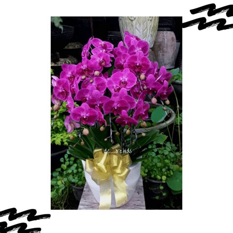 Anggrek Bulan Dewasa Isi Pohon Warna Ungu De Orchids