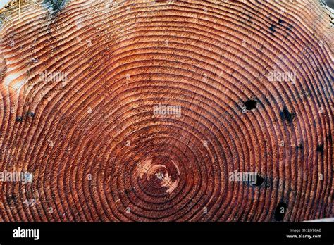 Una Secci N Transversal De Un Tronco De Rbol Que Muestra Los Anillos