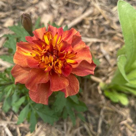 Marigolds - Strawberry Blonde Seeds Online | Circle Farms Canada