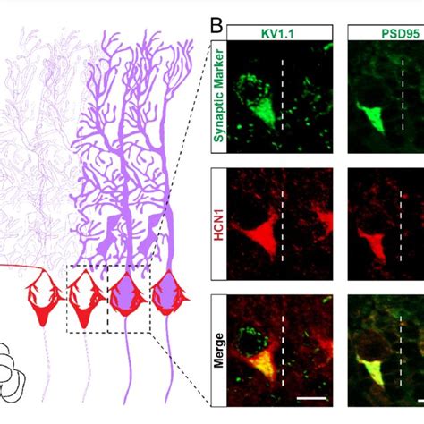 Hcn Labeled Basket Cell Pinceaux Are Smaller In Zebrinii Positive