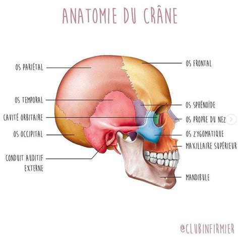 Anatomie Et Pathologie En Neurochirurgie Mon Bloc Op Ratoire