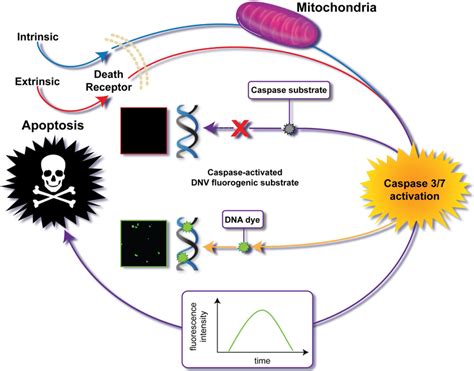 Assay Principle The Caspase Activated Dnv Fluorogenic Substrate Allows Download Scientific