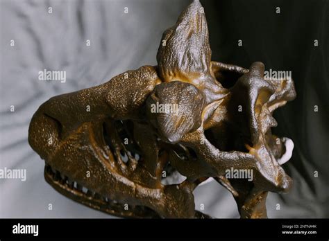 Carnotaurus Sastrei Fotograf As E Im Genes De Alta Resoluci N Alamy