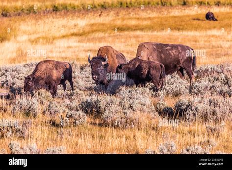 Herd Of Wild Bisons Grazing Stock Photo Alamy