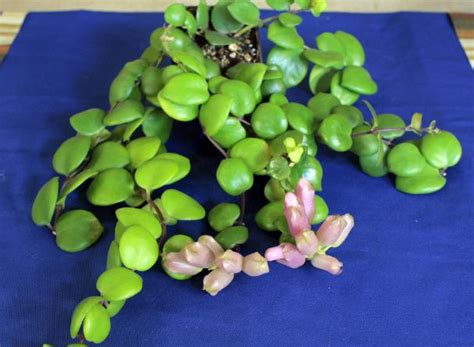 Photo Of The Entire Plant Of Lipstick Plant Aeschynanthus Thai Pink