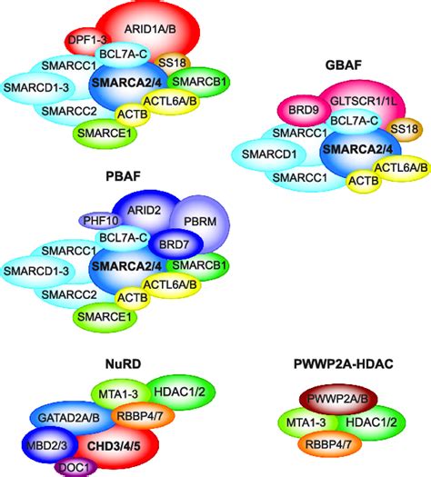 Composition Of Mammalian SWI SNF And NuRD Complexes A Schematic