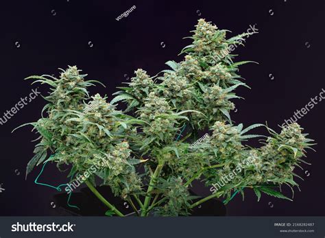 22 Banana Kush Images, Stock Photos & Vectors | Shutterstock