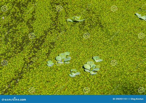 Pistia Stratiotes Swims Among Aquatic Plants Rootless Duckweed