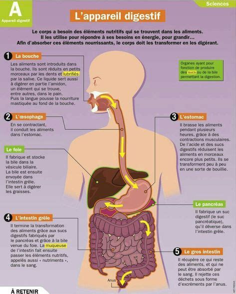 9 Meilleures Images Du Tableau Svt 5e Svt Collège Cours Svt Et Anatomie Du Corps Humain