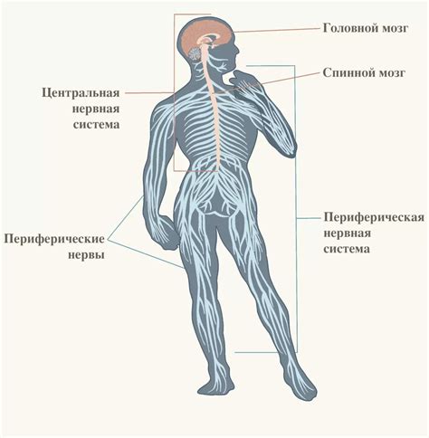 Полинейропатия полинейропатология при различных заболеваниях Пикабу