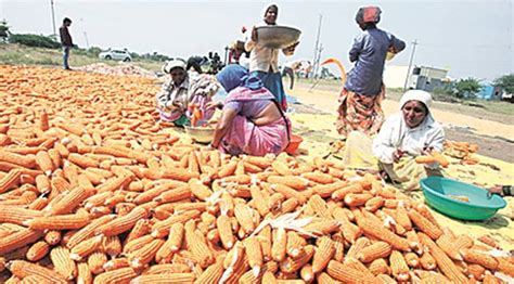 Haryana Farmers In 7 Paddy Growing Districts Agree To Switch To Maize