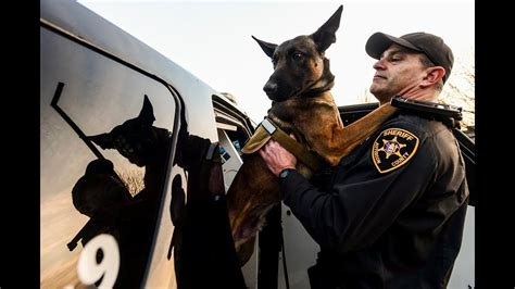 K9 Abel Joins The Jefferson County Sheriffs Office Ny Youtube