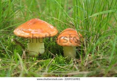 Mushrooms Yellow Boletus Mushrooms Suillus Luteus Stock Photo