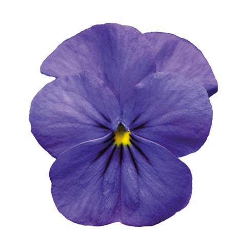 Violet Flower Png File Download Free Png All