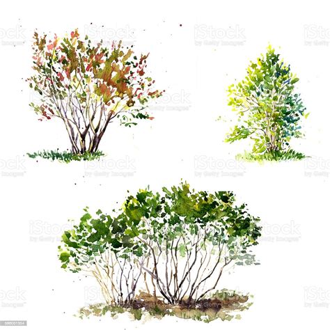 Watercolor Green Bushes Stock Illustration Download Image Now Istock