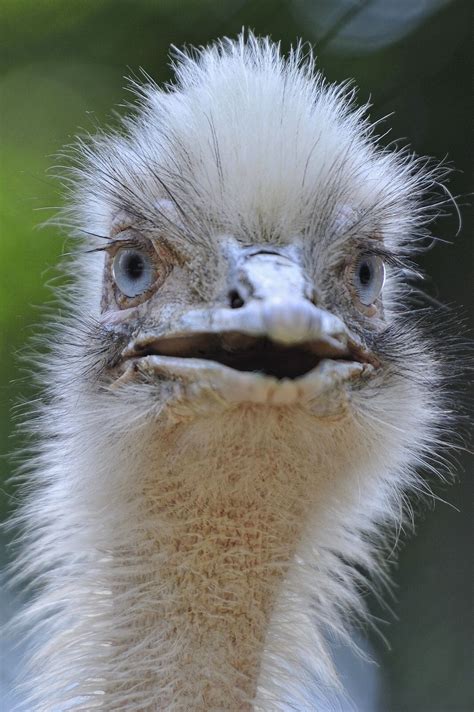 White Rhea Nature Birds Rhea Bird Animals