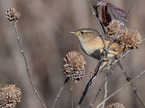 Sedge Wren Audubon Field Guide