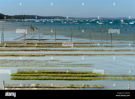 Oyster harvesting beds bordered by poles in an oyster farm in Arcachon ...